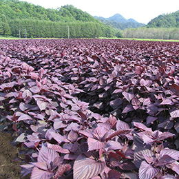 白糠町